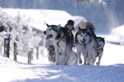 Lenk 2013
